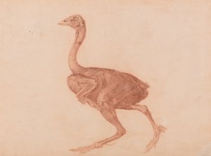 Exposición anatómica comparativa de la estructura del cuerpo humano con la de un tigre y un ave común: Gallina Dorking, vista lateral de George Stubbs