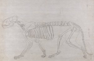 Exposición anatómica comparativa de la estructura del cuerpo humano con la del tigre y la del ave común: Esqueleto de tigre, vista lateral de George Stubbs