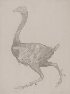 Exposición anatómica comparativa de la estructura del cuerpo humano con la de un tigre y un ave común: Cuerpo de ave, vista lateral (probablemente preparado para transferirlo a la plancha de grabado del cuadro XV) de George Stubbs