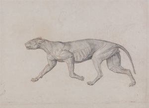 Exposición anatómica comparativa de la estructura del cuerpo humano con la del tigre y la del ave común:  Cuerpo de leopardo, vista lateral de George Stubbs