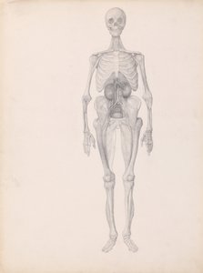 Exposición Anatómica Comparativa de la Estructura del Cuerpo Humano con la de un Tigre y un Ave Común:  Figura humana, vista anterior (Estudio acabado de la fase final de disección) de George Stubbs