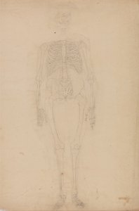 Exposición anatómica comparativa de la estructura del cuerpo humano con la del tigre y la del ave común: Esqueleto humano, vista anterior de George Stubbs