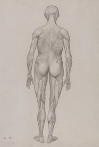 Exposición anatómica comparativa de la estructura del cuerpo humano con la de un tigre y un ave común: Figura Humana, Vista Posterior (Casi Idéntico al Dibujo Terminado para la Tabla XII) de George Stubbs