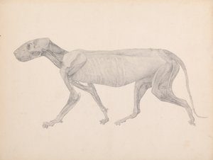 Exposición anatómica comparativa de la estructura del cuerpo humano con la de un tigre y un ave común:  Cuerpo de tigre, vista lateral (Dibujo terminado para tabla inédita; muestra la tercera etapa de la disección) de George Stubbs