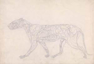 Exposición anatómica comparativa de la estructura del cuerpo humano con la del tigre y la del ave común: Tiger, Lateral View (Outline Study of the Surface Blood Supply, Prepared for the Key Figure to Table IX) de George Stubbs