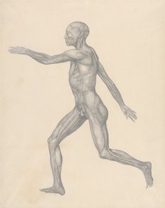 Exposición anatómica comparativa de la estructura del cuerpo humano con la de un tigre y un ave común: Figura humana, vista lateral, tras la extirpación de la piel y de las capas fasciales subyacentes (Estudio terminado para la Tabla XIII) de George Stubbs