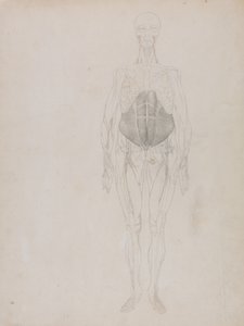Exposición anatómica comparativa de la estructura del cuerpo humano con la de un tigre y un ave común: Figura humana, vista anterior (en gran parte en esquema) de George Stubbs