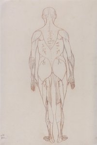 Exposición anatómica comparativa de la estructura del cuerpo humano con la del tigre y la del ave común: Figura Humana, Vista Posterior (Esquema de la Figura Clave de la Tabla XII) de George Stubbs