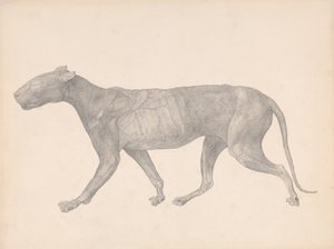 Exposición anatómica comparativa de la estructura del cuerpo humano con la de un tigre y un ave común:  Tiger, Lateral View, with Skin and Tissue Removed (Estudio terminado para la Tabla IX) de George Stubbs