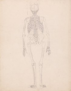 Exposición anatómica comparativa de la estructura del cuerpo humano con la del tigre y la del ave común: Esqueleto humano, vista posterior de George Stubbs