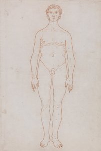 Exposición anatómica comparativa de la estructura del cuerpo humano con la del tigre y la del ave común: Estudio de la figura humana, vista anterior (Esquema de la tabla VI) de George Stubbs