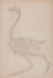 Exposición anatómica comparativa de la estructura del cuerpo humano con la del tigre y la del ave común: Esqueleto de ave, vista lateral (Probablemente estudio básico de las proporciones del esqueleto de ave utilizado para otros dibujos) de George Stubbs