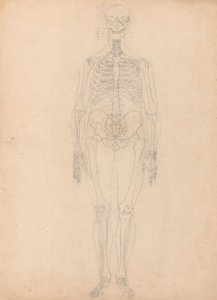Exposición anatómica comparativa de la estructura del cuerpo humano con la del tigre y la del ave común: Esqueleto humano, vista anterior de George Stubbs