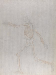 Exposición anatómica comparativa de la estructura del cuerpo humano con la del tigre y la del ave común: Esqueleto humano, vista lateral de George Stubbs