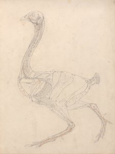 Exposición anatómica comparativa de la estructura del cuerpo humano con la del tigre y la del ave común: Cuerpo de ave, vista lateral (estudio para la figura clave de la tabla XV) de George Stubbs
