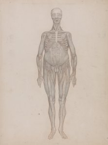 Exposición anatómica comparativa de la estructura del cuerpo humano con la de un tigre y un ave común: Figura humana, vista anterior (destinada a una lámina que nunca se publicó) de George Stubbs