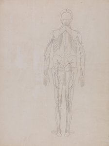 Exposición anatómica comparativa de la estructura del cuerpo humano con la de un tigre y un ave común: Figura humana, vista posterior (Esquema de la figura clave de una lámina inédita) de George Stubbs