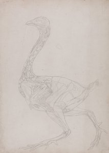Exposición anatómica comparativa de la estructura del cuerpo humano con la del tigre y la del ave común:  Cuerpo de ave, vista lateral (Dibujo esquemático, relacionado con la Tabla XV) de George Stubbs