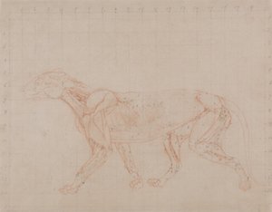 Exposición anatómica comparativa de la estructura del cuerpo humano con la del tigre y la del ave común:  Cuerpo de Tigre, Vista Lateral (Estudio de la cuarta etapa de disección mostrando los músculos más profundos) de George Stubbs