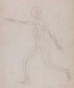 Exposición anatómica comparativa de la estructura del cuerpo humano con la del tigre y la del ave común: Figura humana, vista lateral (En relación con el cuadro XIII, estudio detallado de los vasos sanguíneos que irrigan los músculos) de George Stubbs