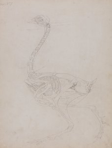 Exposición anatómica comparativa de la estructura del cuerpo humano con la del tigre y la del ave común:  Cuerpo de ave, vista lateral de George Stubbs