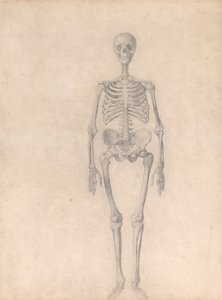 Exposición anatómica comparativa de la estructura del cuerpo humano con la del tigre y la del ave común: Esqueleto Humano, Vista Anterior (Estudio Finalizado para la Tabla I) de George Stubbs