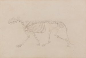 Exposición anatómica comparativa de la estructura del cuerpo humano con la de un tigre y un ave común: Esqueleto de Tigre, Vista Lateral (Estudio muy acabado para la Tabla IV) de George Stubbs