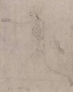 Exposición anatómica comparativa de la estructura del cuerpo humano con la del tigre y la del ave común: Esqueleto humano, vista lateral de George Stubbs