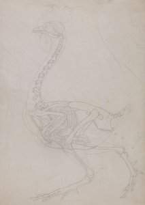 Exposición anatómica comparativa de la estructura del cuerpo humano con la del tigre y la del ave común:  Esqueleto de ave, vista lateral (dibujo esquemático) de George Stubbs