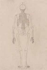 Exposición anatómica comparativa de la estructura del cuerpo humano con la del tigre y la del ave común: Esqueleto Humano, Vista Posterior (Relacionado con la Tabla II) de George Stubbs