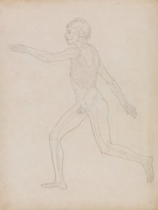 Exposición anatómica comparativa de la estructura del cuerpo humano con la del tigre y la del ave común: Figura humana, vista lateral de George Stubbs