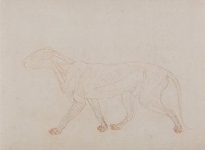 Exposición anatómica comparativa de la estructura del cuerpo humano con la de un tigre y un ave común: Cuerpo de tigre, vista lateral (Muestra la tercera etapa de la disección) de George Stubbs