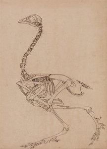Exposición anatómica comparativa de la estructura del cuerpo humano con la del tigre y la del ave común:  Esqueleto de ave, vista lateral (Estudio para la figura clave de la Tabla V) de George Stubbs