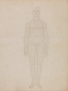 Exposición Anatómica Comparativa de la Estructura del Cuerpo Humano con la de un Tigre y un Ave Común: Estudio de la Figura Humana, Vista Anterior (Probablemente relacionado con la Tabla XI) de George Stubbs