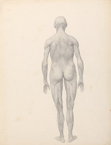 Exposición Anatómica Comparativa de la Estructura del Cuerpo Humano con la de un Tigre y un Ave Común:  Figura Humana, Vista Posterior, Parcialmente Disecada (Estudio Finalizado para la Tabla XII) de George Stubbs