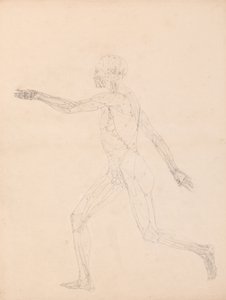 Exposición anatómica comparativa de la estructura del cuerpo humano con la del tigre y la del ave común: Figura Humana, Vista Lateral (Para la figura clave de la Tabla XIII) de George Stubbs
