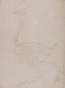 Exposición anatómica comparativa de la estructura del cuerpo humano con la del tigre y la del ave común:  Esqueleto de ave, vista lateral de George Stubbs
