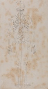 Exposición anatómica comparativa de la estructura del cuerpo humano con la del tigre y la del ave común: Human Skeleton, Posterior View (Quizás el primero de los estudios del esqueleto) de George Stubbs
