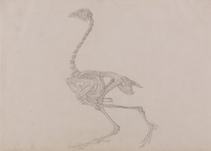 Exposición anatómica comparativa de la estructura del cuerpo humano con la de un tigre y un ave común:  Dorking Hen Skeleton, Lateral View (Estudio terminado para un cuadro inédito) de George Stubbs