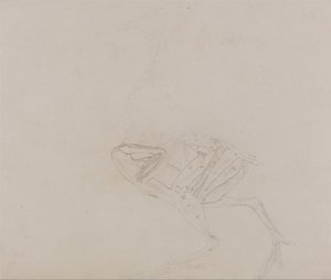 Exposición anatómica comparativa de la estructura del cuerpo humano con la de un tigre y un ave común:  Dorking Hen Body, Lateral View (Estudio de los músculos del cuerpo y las extremidades en una fase posterior de la disección) de George Stubbs
