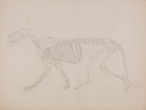 Exposición anatómica comparativa de la estructura del cuerpo humano con la del tigre y la del ave común: Esqueleto de tigre, vista lateral de George Stubbs