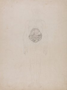 Exposición anatómica comparativa de la estructura del cuerpo humano con la del tigre y la del ave común: Figura humana, vista anterior (Esquema) de George Stubbs