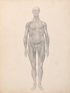 Exposición Anatómica Comparativa de la Estructura del Cuerpo Humano con la de un Tigre y un Ave Común: Figura humana, vista anterior, piel y capas fasciales subyacentes eliminadas (estudio terminado para la tabla XI) de George Stubbs