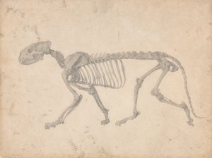 Exposición anatómica comparativa de la estructura del cuerpo humano con la del tigre y la del ave común: Esqueleto de tigre, vista lateral (estudio terminado para el cuadro IV) de George Stubbs