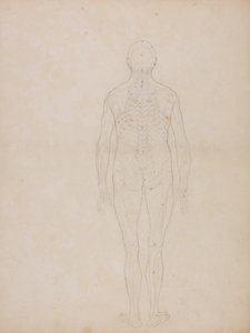 Exposición anatómica comparativa de la estructura del cuerpo humano con la de un tigre y un ave común: Figura humana, vista posterior de George Stubbs