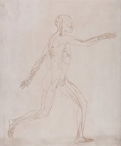 Exposición anatómica comparativa de la estructura del cuerpo humano con la de un tigre y un ave común: Figura Humana, Vista Lateral (Preparada para su traslado a la lámina de la figura clave de la Tabla XIII) de George Stubbs