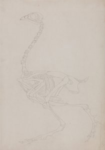 Exposición anatómica comparativa de la estructura del cuerpo humano con la del tigre y la del ave común:  Esqueleto de ave, vista lateral de George Stubbs
