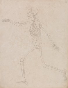 Exposición anatómica comparativa de la estructura del cuerpo humano con la del tigre y la del ave común: Esqueleto Humano, Vista Lateral (Puede haber sido preparado inicialmente para su uso como figura clave de la Tabla III, pero posteriormente fue abandon de George Stubbs