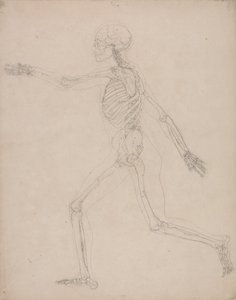 Exposición anatómica comparativa de la estructura del cuerpo humano con la del tigre y la del ave común: Esqueleto humano, vista lateral de George Stubbs
