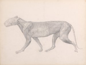 Exposición anatómica comparativa de la estructura del cuerpo humano con la del tigre y la del ave común:  Tigre, vista lateral, sin el tejido conjuntivo que recubre los músculos (estudio terminado para el cuadro XIV) de George Stubbs